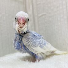 このカラーにこの模様💜お上品なんです♬.*ﾟセキセイインコのスパングル✨