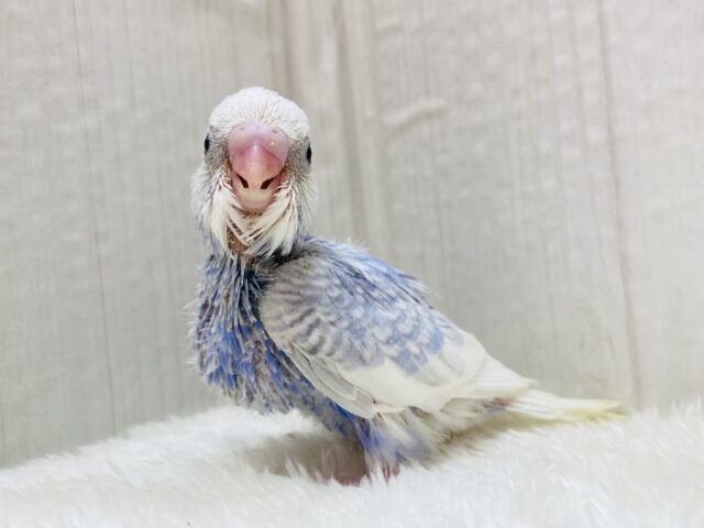 このカラーにこの模様💜お上品なんです♬.*ﾟセキセイインコのスパングル✨