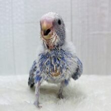 ﾊﾁｬﾒﾁｬ✨賑やかﾃﾞｽ💙セキセイインコのブルーオパーリン‼️