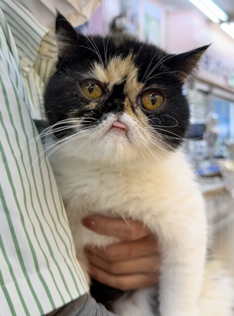 ペチャ顔が堪らん！！エキゾチックちゃん！