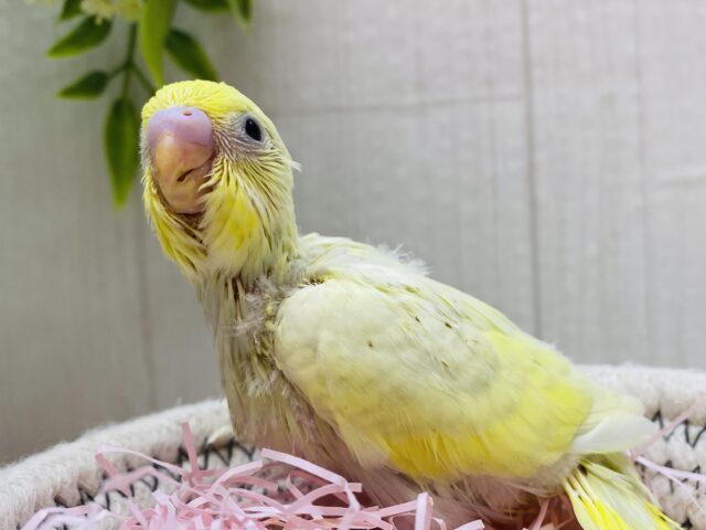 よ〜く見ると薄っすらグリーンが💚セキセイインコのクリームスパングル✨
