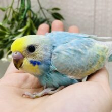 きゅるるん💧しずくちゃんやってきた🩵パッチリおめめのセキセイインコ（パステルレインボー）🌈