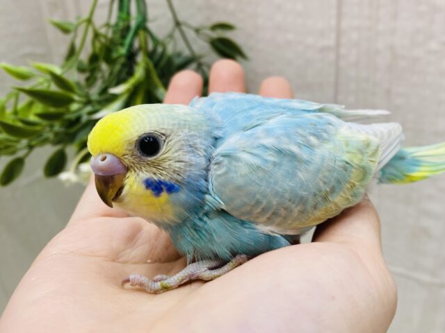 きゅるるん💧しずくちゃんやってきた🩵パッチリおめめのセキセイインコ（パステルレインボー）🌈