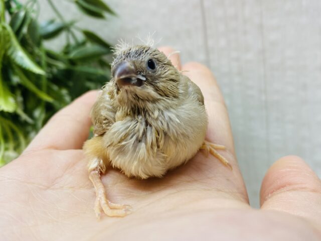ふわっと優しいマロンちゃん🌰キンカ鳥フォーン🧡