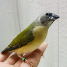 最新画像有ります🙌和風美形！コキン鳥ヒナさん来ました〜