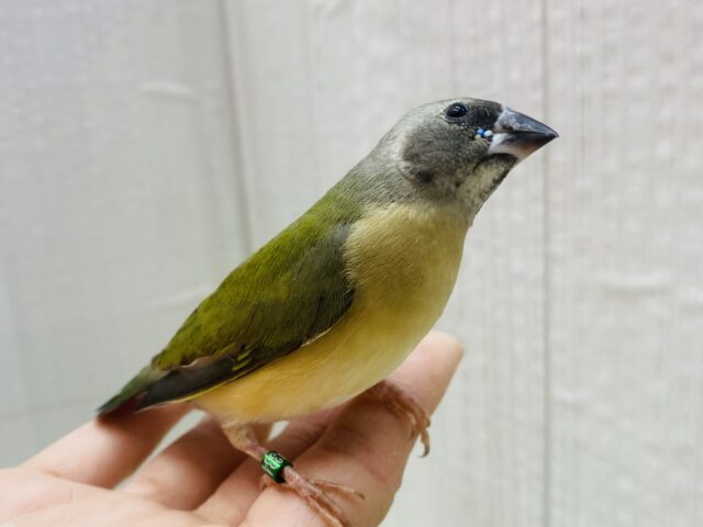 最新画像有ります🙌和風美形！コキン鳥ヒナさん来ました〜