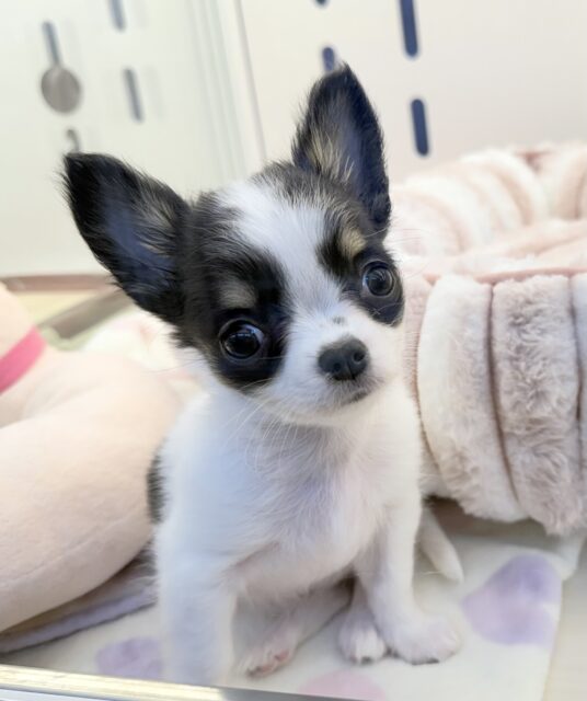 更新📷牛さんのような模様のチワワちゃん！