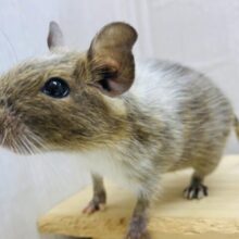 グィグィ系男子🌟だけど優しいお顔🥰デグーパイドカラー