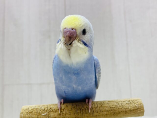 最新画像有ります❗️今日はｼｭﾜｼｭﾜソーダ気分.･゜🩵セキセイインコのパステルレインボー🌈