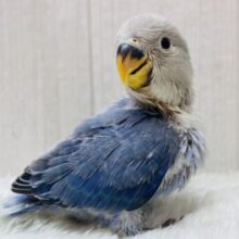 バイオレットオパーリンだけどよく見てみると…💕将来が楽しみすぎるっコザクラインコのバイオレットオパーリン🟣