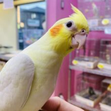 最新画像有ります‼️オレンジほっぺで優しく照らして〜🔆オカメインコのルチノー❤️
