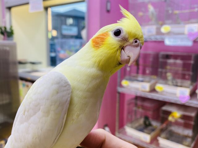 最新画像有ります‼️オレンジほっぺで優しく照らして〜🔆オカメインコのルチノー❤️
