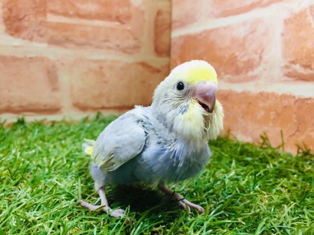 ①鮮やかな色合い🌈🌈　セキセイインコ（レインボー系）