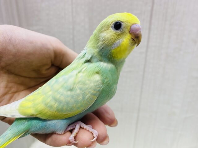 キラっと輝く✨エメラルドグリーン💚セキセイインコ（パステルカラーレインボー）⭐️