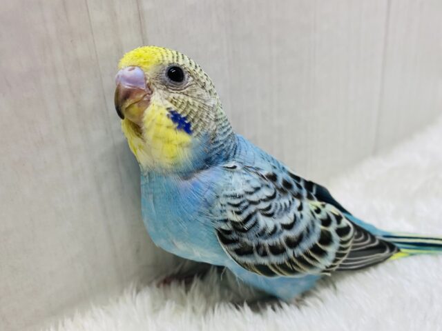 見た目は子ども中身は大人…❓(▭-▭)✧🫵🏻パッチリおめめのセキセイインコ（イエローフェイスオパーリン）💛