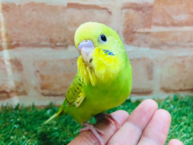 スパングルカラーのセキセイちゃんがやってきましたよ～💚💚　セキセイインコ