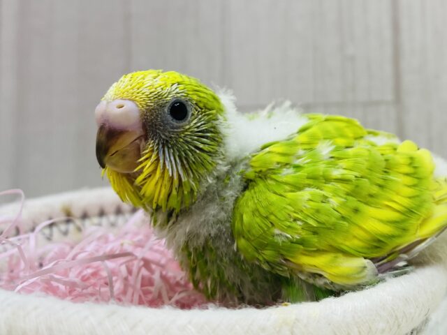 ワタワタに包まれてホッと☺️🧤セキセイインコのスパングル🔅