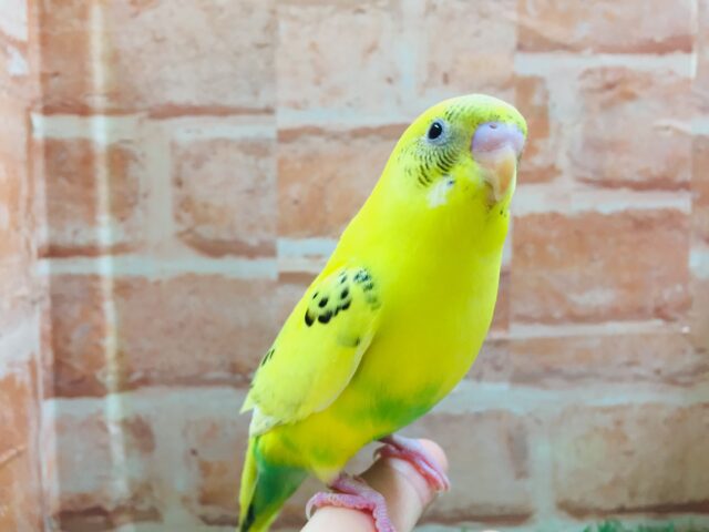 大人気カラー！！💛💛セキセイインコ（黄ハルクイン）💛💛