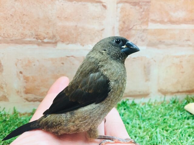 カッコいい見た目✨✨　ヨーロッパ十姉妹ちゃんがやってきましたよ～✨✨✨