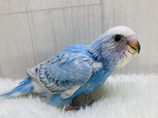 クールビューティ✨セキセイインコブルースパングルの登場です‼️