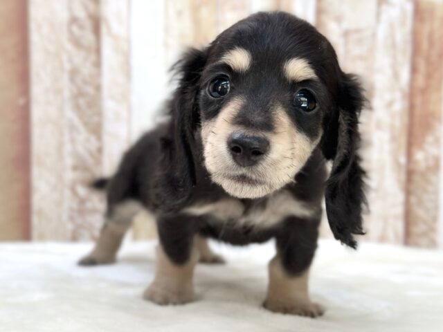 優しいお顔のダックスちゃん🖤🤍2025年10月5日生まれ　女の子