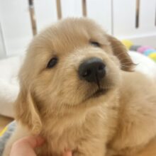 タレ目でドッタバタ〜♡ゴールデンレトリバーちゃん！