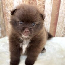 まるで黒糖パン🤎ポメラニアン（チョコ&ホワイト）2025年10月4日生まれ　男の子