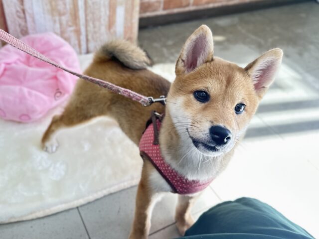 あまえんぼな美犬な柴ちゃん❤️2025年9月9日生　女の子