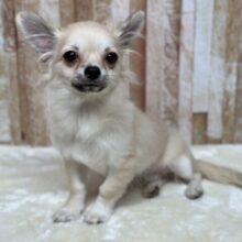 あまえんぼチワワくん🤍2025年7月18日生まれ　男の子