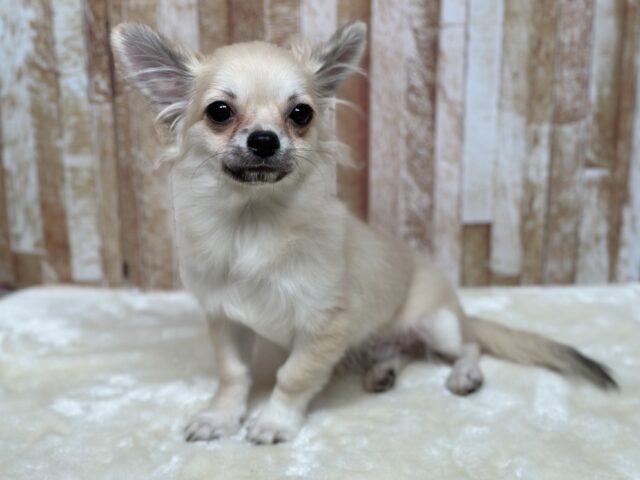 あまえんぼチワワくん🤍2025年7月18日生まれ　男の子