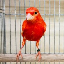 メラメラ〜🔥素敵にさえずる😙🎶赤カナリア入舎です！