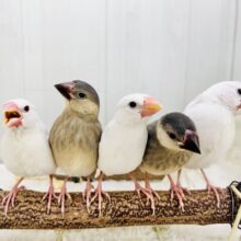 可愛い子がいっぱい🩷✨文鳥フェア✨