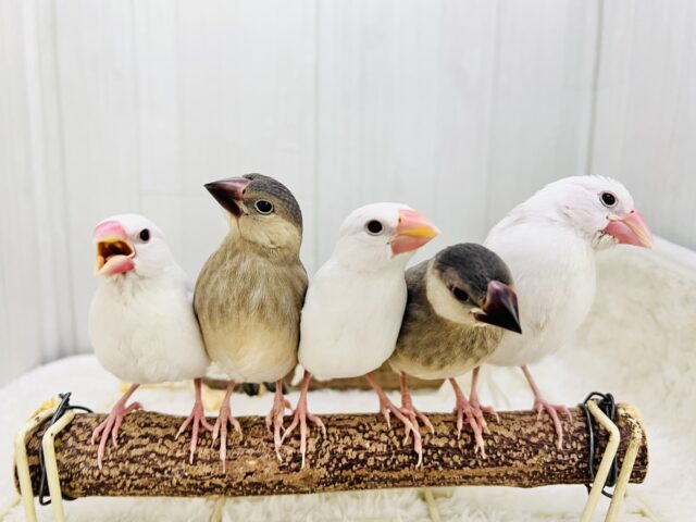 可愛い子がいっぱい🩷✨文鳥フェア✨