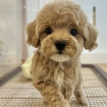 スルーできる強者はいな〜い♡マルプーちゃん！