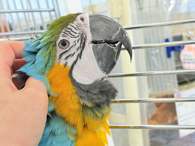 【最新画像更新🪄】👑初入舎👑鮮やか瑠璃色に魅せられる♡ルリコンゴウインコ(女の子)