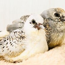 マニアック〜な🕊️激レア鳩✨うすゆき鳩の雛の入舎です！！