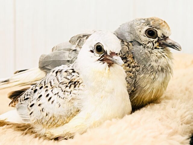 マニアック〜な🕊️激レア鳩✨うすゆき鳩の雛の入舎です！！