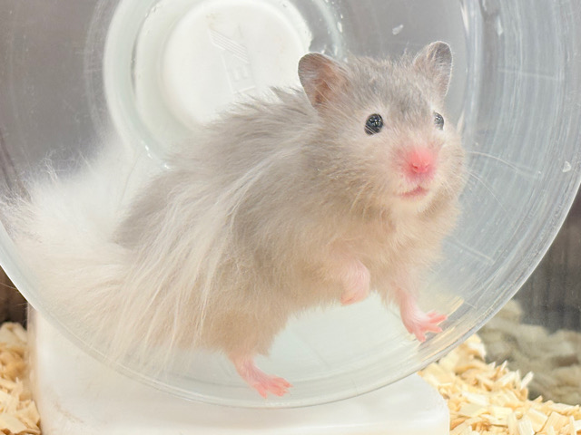【最新画像更新🪄】ひょっこりボーイ‪☆セーブルハムスター(男の子)