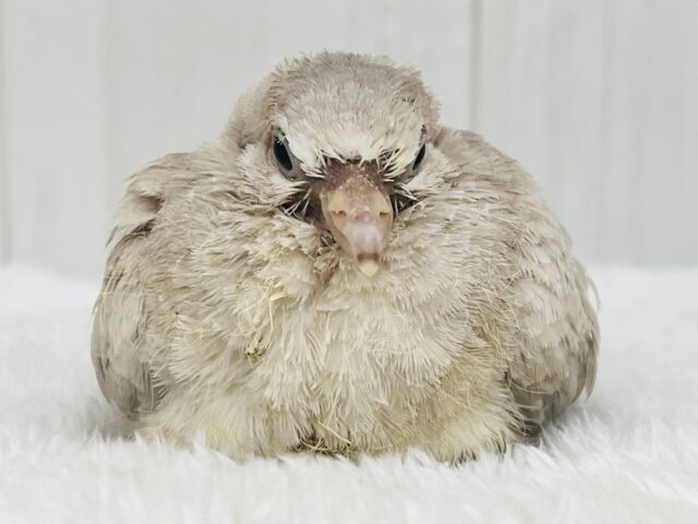 ハト吸いしてみますか？ちびっ子ジュズカケバト♡