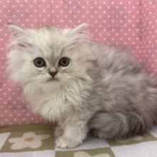 ふわふわ天使降臨💗甘えるのが大好きなミヌエットの女のコきました〜🌟