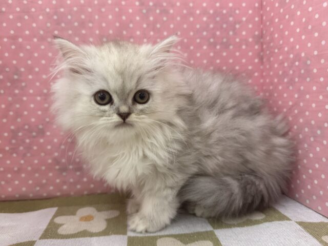 ふわふわ天使降臨💗甘えるのが大好きなミヌエットの女のコきました〜🌟