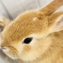 白ぽっち〜🤍オレンジカラーのミニウサギ入舎しました✨