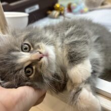 アイラブなでな〜で♥サイベリアンくん！