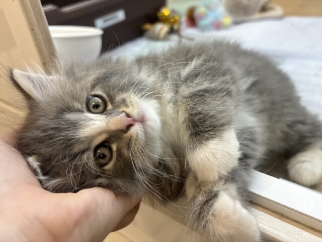 アイラブなでな〜で♥サイベリアンくん！