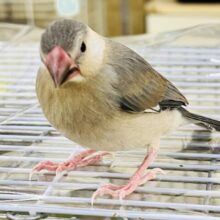 もみもみは強め希望です🌟慣れすぎな桜文鳥♡