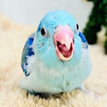 雪が降ってきた？❄️マメルリハのブルーパイドくん！