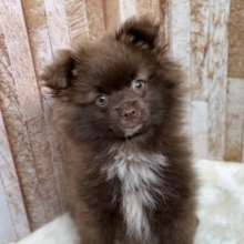 1/31最新🎥まるで黒糖パン🤎ポメラニアン（チョコ&ホワイト）2025年10月4日生まれ　男の子