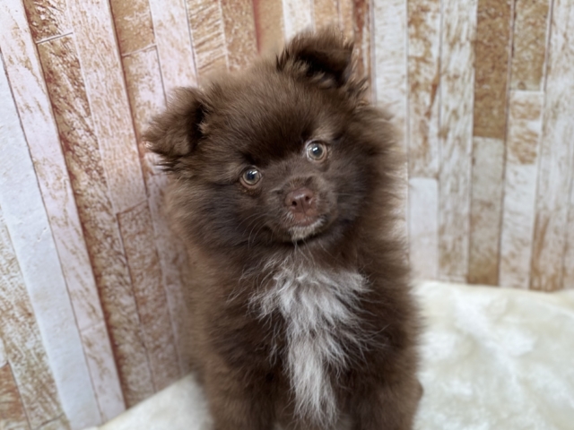 1/31最新🎥まるで黒糖パン🤎ポメラニアン（チョコ&ホワイト）2025年10月4日生まれ　男の子
