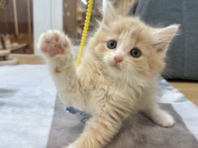 タレ目界のプリンス♡サイベリアンくん！