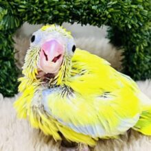 僕はドクターイエロー🚆⁉︎マメルリハのアメリカンイエローの男の子✌️